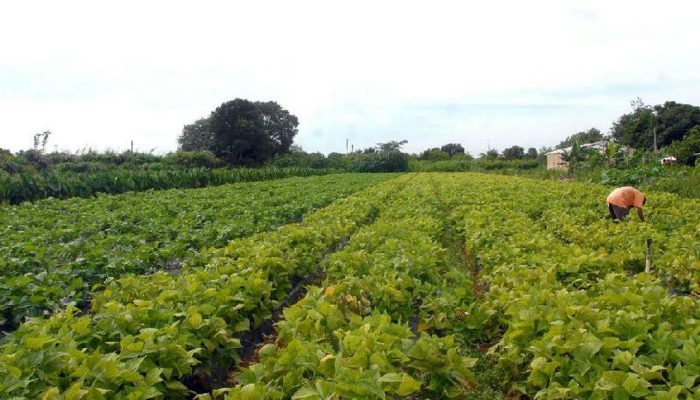Governo federal libera R$ 64,3 milhões para segurança alimentar e povos indígenas