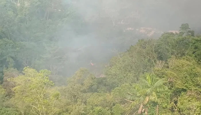 Incêndio de vegetação mobiliza bombeiros na zona norte de Manaus