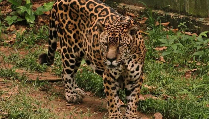 Manaus tem a onça-pintada mais longeva do mundo em cativeiro, reconhecida pelo Guinness