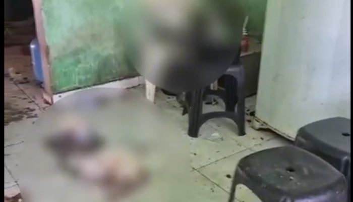 Maus-tratos a animais: mulher é presa em Manaus após 29 gatos serem resgatados de situação precária