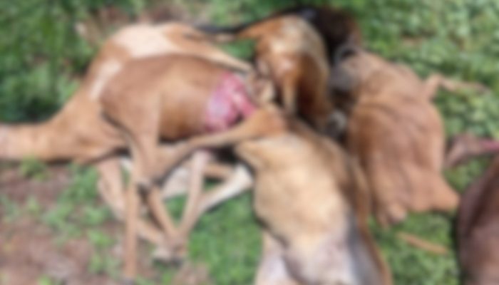 Onça ataca rebanho em campus do Ifam e causa morte de 11 animais no Amazonas