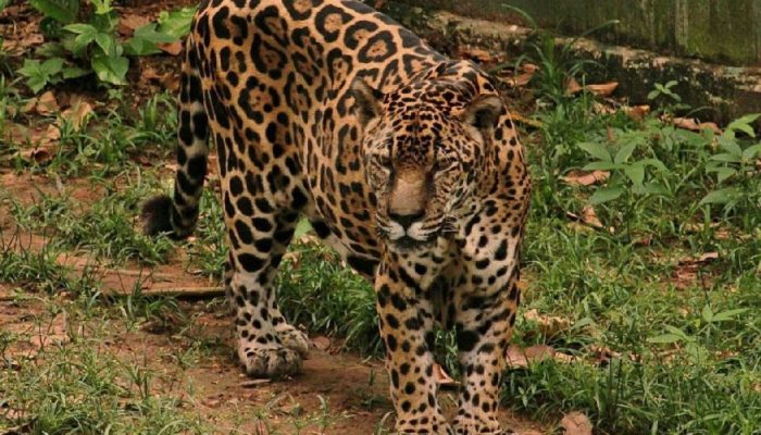 Onça-pintada Guardião, do Amazonas, é reconhecida como a mais velha do mundo em cativeiro