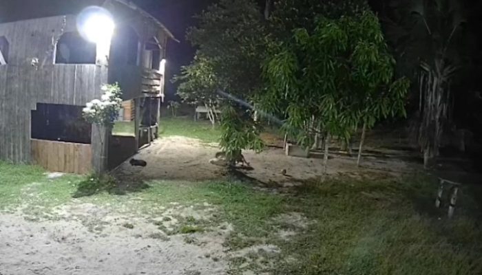 Onça-pintada surpreende cão em sítio no Amazonas e alerta para presença de felinos