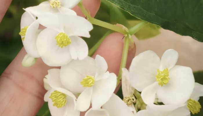 Pancs em Rondônia: o potencial nutritivo das plantas esquecidas que brotam no quintal