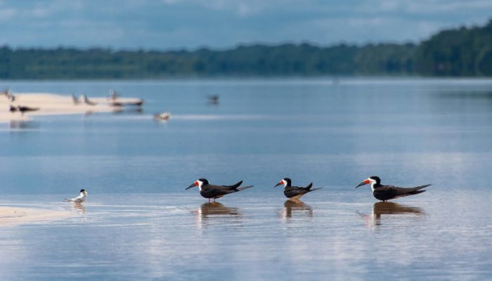 Paraísos amazônicos: cinco destinos para observação de aves e fauna nativa