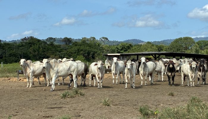Pecuaristas de Roraima adotam estratégia de engorda no pasto para enfrentar a seca e impulsionar a produção