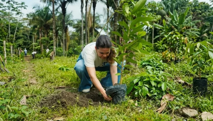 Plantio na Amazônia: Fundação Rede Amazônica supera metas e recupera 1,5 mil m² de áreas degradadas