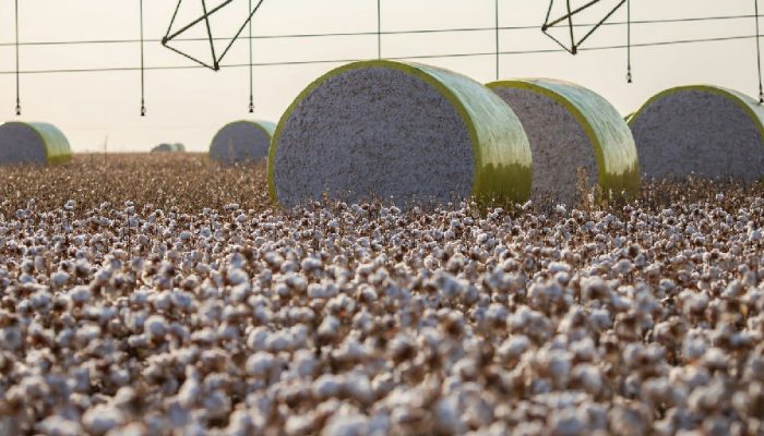 Reconfiguração territorial no Mato Grosso muda liderança da produção agrícola nacional