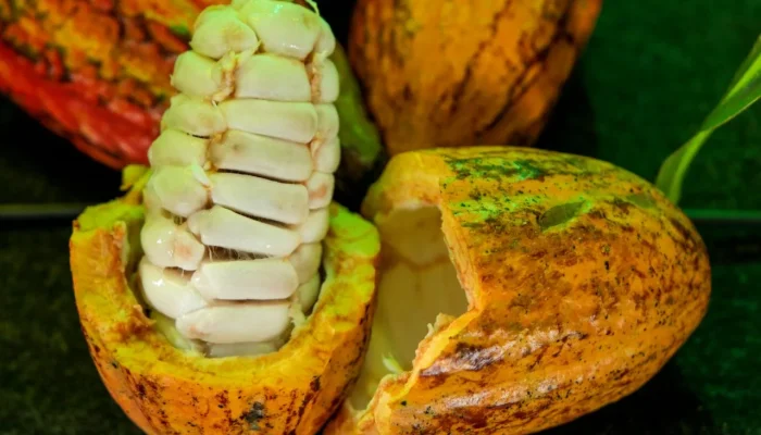 Rondônia emplaca seis produtores na final do Concurso Nacional de Cacau Especial