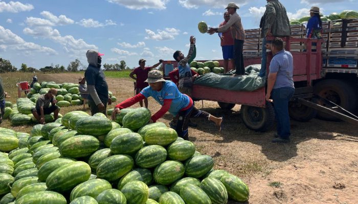 Sucesso no campo: agricultora de Boa Vista multiplica produção de melancia em Roraima