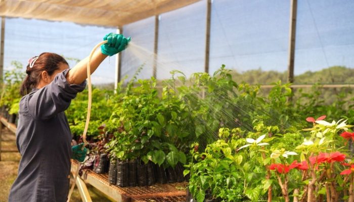 Tecnologia da Amazônia revoluciona monitoramento de mudas em projeto de restauração no Cerrado