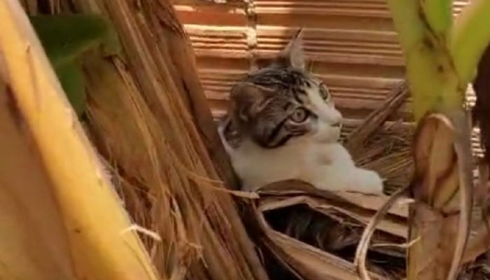Trio é preso em Itacoatiara por maus-tratos contra gato jogado em quintal com cães